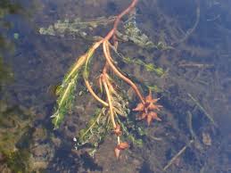 Image result for Potamogeton crispus