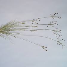 Image result for Fimbristylis aphylla