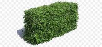 Green Grass Background Png Download 600 417 Free Transparent Hedge Png Download Cleanpng Kisspng Search more hd transparent hedge image on kindpng. green grass background png download