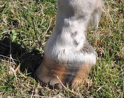 Under this name we indicate all cases in which the horn of the wall become straightened when hereditary in the horse, however, it is certainly a defect, and is associated commonly with an. Is This A Club Foot Horsetalk Co Nz