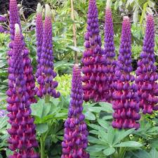 Image result for Lupinus