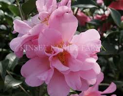 Camellias For Sale Georgia Shrubs For Sale Plant Nursery Camellia