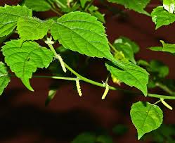 Image result for Acalypha ornata