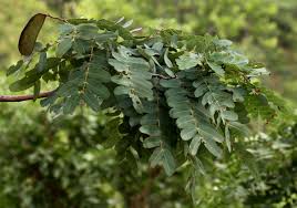 Image result for Brachystegia