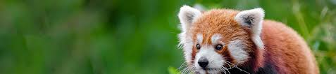 It is listed as endangered on the iucn red list because the wild population is. Red Panda Market Research Findings In China Wildlife Trade Report From Traffic