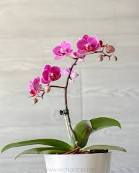 Image result for orchid cuttings