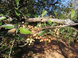 Image result for Gymnosporia maranguensis