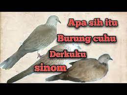 Derkuku Cuhu Dan Sinom Youtube