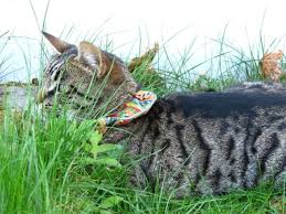 Birds Be Safe Collar Here S Mocha Pretending She S Out On The Savannah But Her Bright Garb Gives Her Position Away Cat Collars Cats Animals