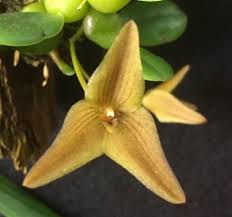 Image result for Falkia oblonga