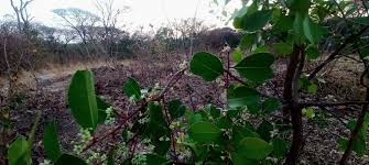 Image result for Ficus stuhlmannii