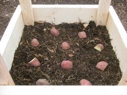 Potato plants can grow fairly large, so don't crowd them. Build Your Own Potato Growing Box Finegardening