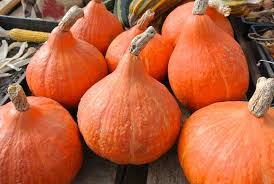 Winter Squash Potimarron Organic Adaptive Seeds Winter Squash Squash Pumpkin