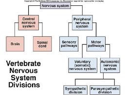 Pharmacology 2 Flashcards Quizlet