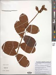 Image result for Landolphia rufescens