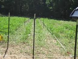 We offer innovative products that will give you peace of mind knowing at a glance that your electric fence is doing its job and. Four Wire Electric Fence System Best Control Of Deer Access To Food Plots Agrilife Today