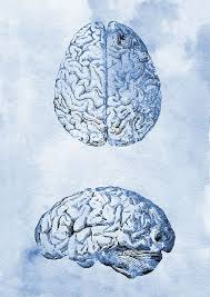 Human Brain X By Erzebet S In 2020 Brain Drawing Human Brain Drawing Art