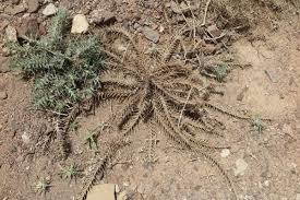 Image result for Blepharis dunensis