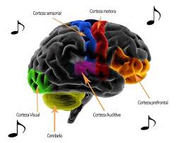 Resultado de imagen de El efecto que produce la música en nuestro cerebro