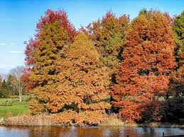 Der botanischer garten hamburg gilt heute als beliebter rückzugsort. Botanischer Garten Hamburg Botanischer Garten