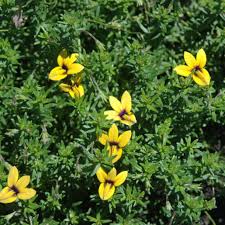 Image result for Monopsis