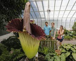 Corpse Flower Jpg Best Flower Wallpaper