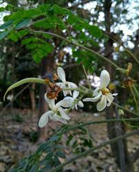 Image result for Moringaceae
