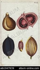 Image result for Sterculia subviolacea
