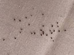 Image result for bed bugs droppings