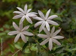 Image result for Jasminum multipartitum