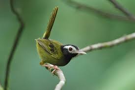 Black Bird With White Tail Philippines Black Headed Tailorbird Orthotomus Nigriceps In The Philippines By Rob Hutchinson Birdtour Asia Bird Species Animals Black