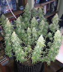 Gorilla glue #4's accolades include first place at both the michigan and los angeles cannabis cups in 2014, as well as the high times jamaican world cup. Gorilla Glue 4 Feminized Seeds For Sale By Original Sensible Seeds Herbies