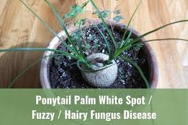 That stuff is probably a harmless saprophytic fungus. Ponytail Palm White Spot Fuzzy Hairy Fungus Disease Ready To Diy