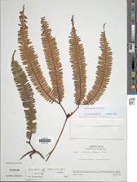 Image result for Gleichenia elongata