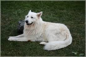 See more of svájci fehér juhászkutyások magyarország (berger blanc suisse hungary) on facebook. Amerikai Kanadai Feher Juhaszkutya