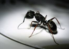 Does borax kill carpenter ants? How To Quickly Get Rid Of Ants In Your Home With Natural Products Ants Ant Repellent Carpenter Ant