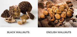 Check spelling or type a new query. Can Dogs Eat Walnuts How Safe Is It Anydoggie Com