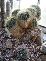 Image result for Pentas schumanniana