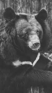 Black And White Background Hd Portrait Animals Bear Black Sadness Wallpapers Hd 4k Background For Android Black Bear Bear Pictures Black And White Portraits