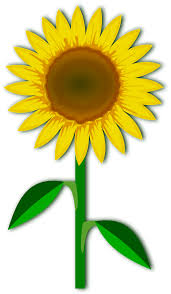 Free Free 108 Transparent Background Stem Sunflower Clipart SVG PNG EPS DXF File