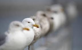 October Bird Of The Month Often Our Inclination For Common Birds Is To Just X Them But We Want To Know About Numbers Of Gulls House Sparrows Common Birds House Sparrow Cool Photos
