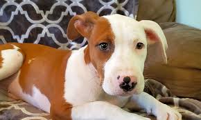 If you are looking to purchase a puppy from a call or visit your local shelter to see if they have any doggos available for adoption. 5 Adorable Pups To Adopt Now In Houston