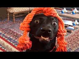 Funniest Dogs And Cats Funny Pet Animals Life Youtube Animal Humor Dog Funny Cats And Dogs Funny Dogs