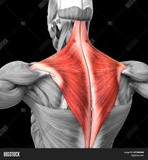 Includes 6 skin modes, skeletal system with connective tissue, and complete muscular system (including all deep muscles). 3d Illustration Image Photo Free Trial Bigstock