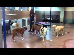 Our success rate is impeccable, and our methods are safe and effective. Tour Our Cagefree Boarding And Dog Daycare Centre Youtube