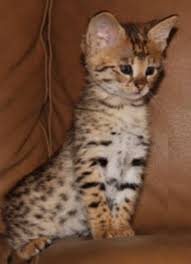 Our exotic cats make great pets and are highly sought after for ambassador programs in zoos and petting zoos. Beautiful Savanah Bengal Kittens For Sale Handmade Michigan