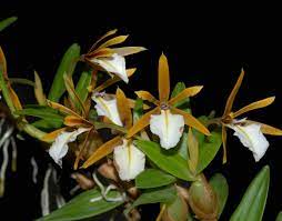 Encyclia polybulbon (sw.) dressler (1961) epidendrum polybulbon var. Dinema Polybulbon