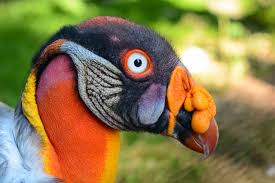Amazon Rainforest Animals A List Of Unique Creatures