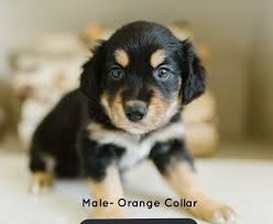 They are the third most popular dog breed in the united states because they are not only cute they the golden retriever is a large sized breed with similar characteristics to the labrador retriever, the most common dog type in canada. Keem On Twitter Border Collie S Are The Smartest Dogs In The World Golden Retrievers Are The Most Loyal And Loving My New Puppy Is A Mix Of Them They Are Flying