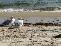 Sea Birds Of Cape Cod Gulls At Seagull Beach Yarmouth Ma Cape Cod 8 24 17 Gaivota
